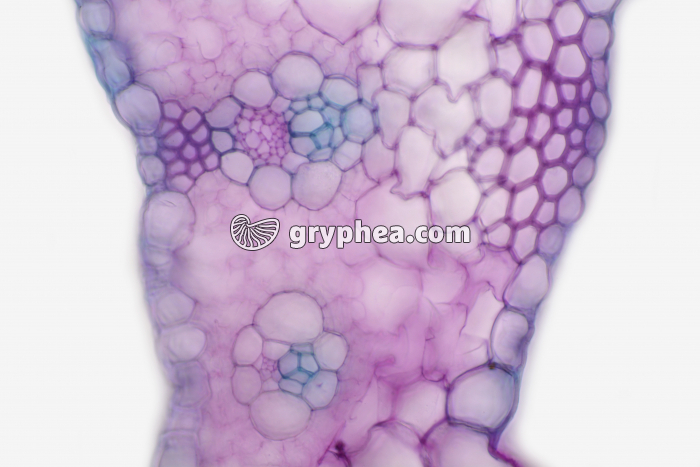 Feuille de Maïs CT x40 - gryphea.com